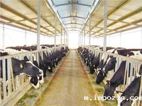 米优app下载安装官方能否用于奶牛牧场保洁